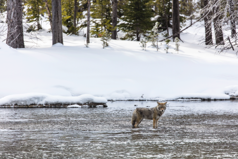 coyote fishing in river