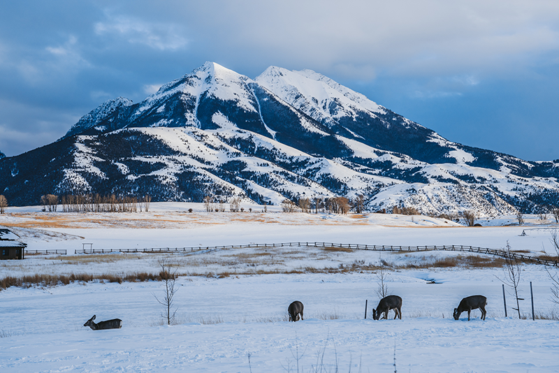 Emigrant Peak covered in snow with dear grazing.