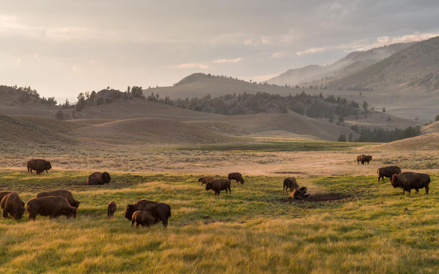 bison standing in meadow below mountain peaks
