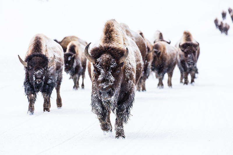 Bison in the Snow