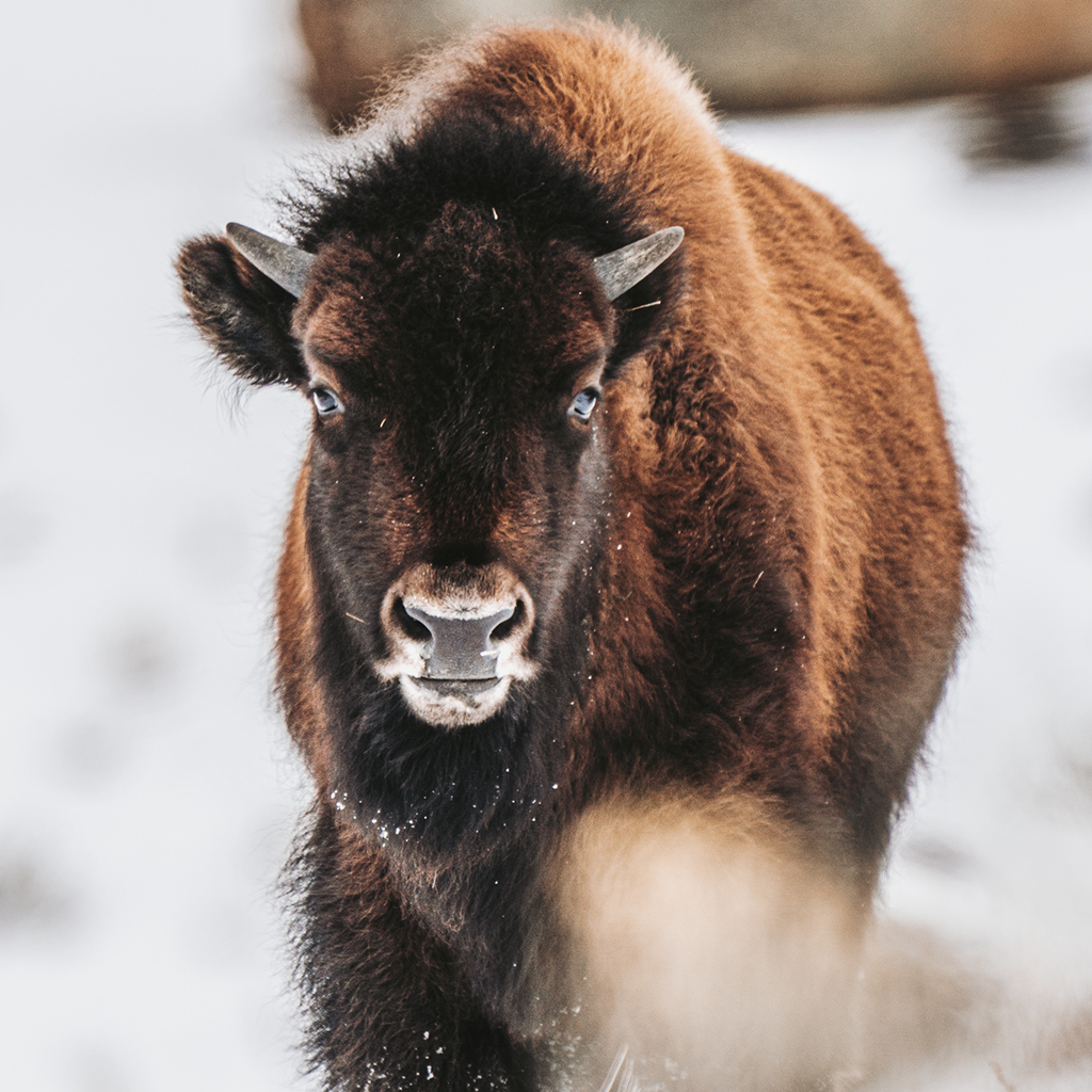 Bison in Yellowstone_Winter