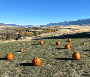Pumpkin Patch