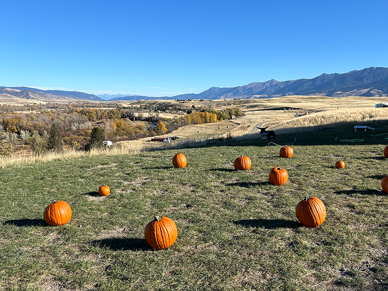 Pumpkin Patch