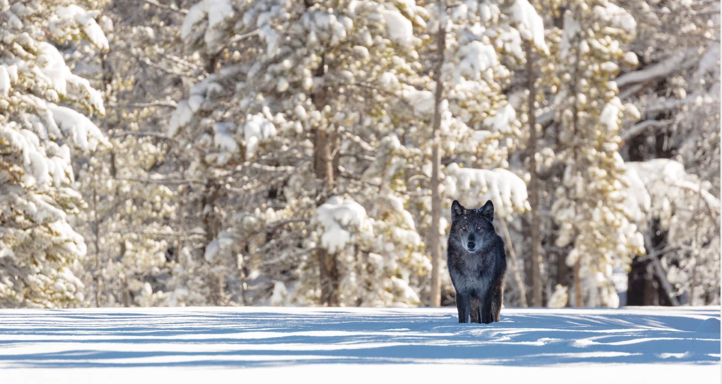 https://sagelodge.com/wp-content/uploads/2026/06/Winter-in-Yellowstone-National-Park-1.jpg