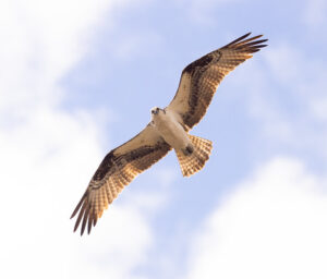 Osprey flying