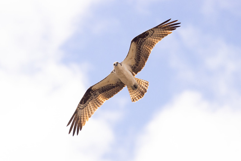 Osprey flying